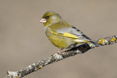 Avrupa greenfini (chloris chloris) ya da bilinen adıyla greenfin, 