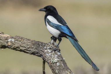 Magpie (Pica pica), bir kütüğe tünemiş