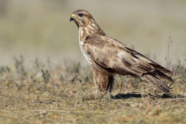  Şahin (Buteo buteo) yere tünedi