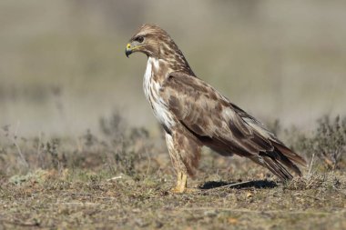  Şahin (Buteo buteo) yere tünedi