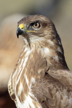 Şahin (Buteo buteo) portresi