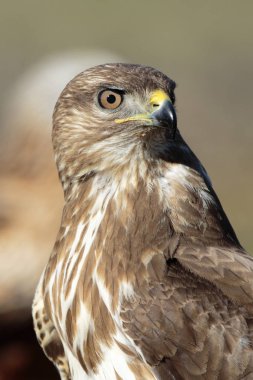 Şahin (Buteo buteo) portresi