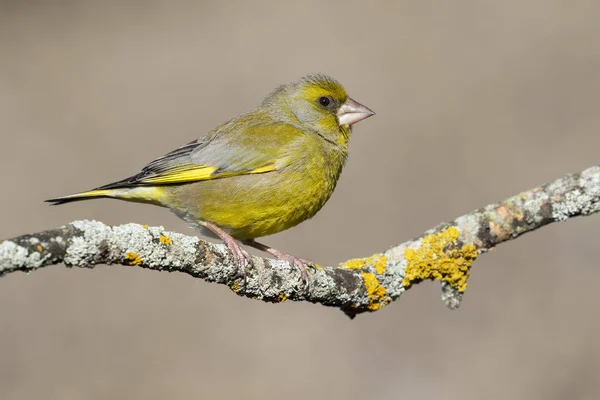 Grünfinkenmännchen (Chloris chloris), sitzend auf einem Ast. Vogel von Europa. Löwe. Spanien. homogener verschwommener Hintergrund. — Stockfoto