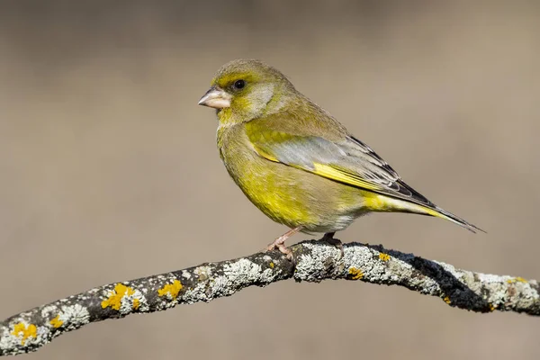 鳥- Greenfinch (クロリス・クロリス)はフリンギリデイ家の小さな鳥で、パッセージシリーズの注文です。. — ストック写真