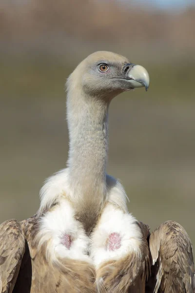 Грифоновый стервятник (Gyps fulvus), портрет — стоковое фото