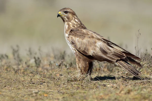 Buzzard (Buteo buteo) perched on the floor — Stock Photo, Image