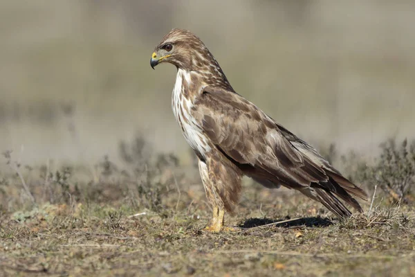 Buzzard (Buteo buteo) empoleirado no chão — Fotografia de Stock