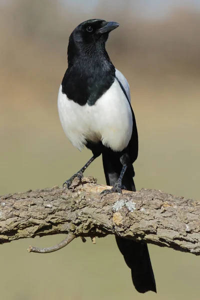 Urraca (Pica pica), posada sobre un tronco — Foto de Stock