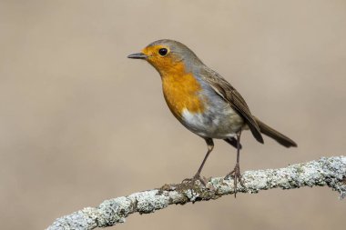 Avrupa bülbülü (Erithacus rubecula), bulanık arka planı olan bir dalda yan görünüm