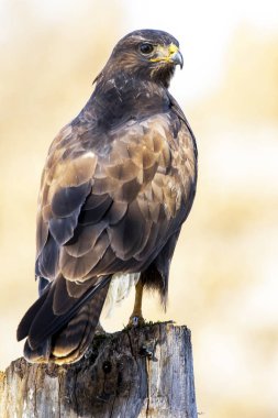 yaygın akbaba (Buteo buteo)