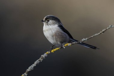 Uzun kuyruklu Tit, Aegithalos stidatus, daldaki tek kuş. 