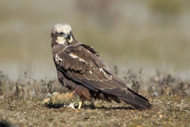  Çayır arka planında Batılı bataklık harrier (Circus aeruginosus)