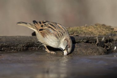Serçe (Passer domesticus) derede su içiyor