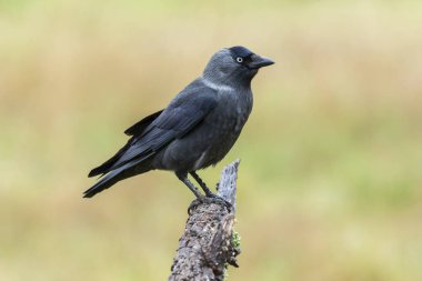 Batı Karga, (Corvus monedula), bir ağaç dalına tünemiş.