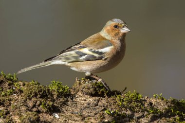 Erkek Chaffinch (Fringilla coelebs) kameraya bakıyor 
