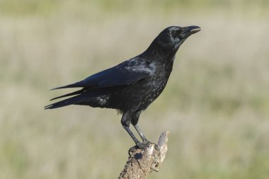 Sıradan karga, (Corvus corone), bir dala tünemiş