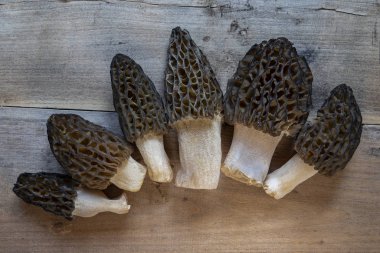 Morchella conica (Morchella conica), lezzetli yenilebilir mantarlar, Avrupa orman mantarlarının lezzeti..