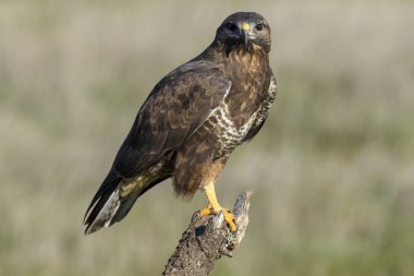Şahin, (Buteo buteo), tüneğine tünemişti.