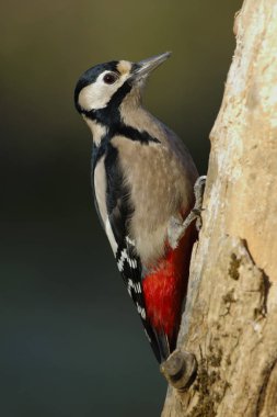 Ağaçkakan (Dendrocopos major) bir kütüğe tünemiş