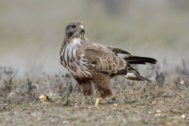  Şahin (Buteo buteo) yere tünedi