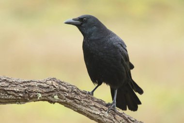 Sıradan karga, (Corvus corone), bir dala tünemiş