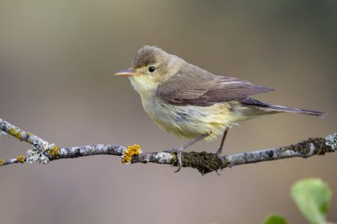 Melodious Warbler (Hippolais polyglotta), bulanık arkaplanda bir dala tünemiş