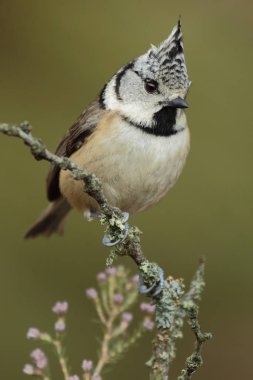 Armalı Göğüs (Avrupa Armalı Göğüs), bir dala tünemiş.