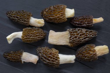 Morchella conica (Morchella conica), lezzetli yenilebilir mantarlar, Avrupa orman mantarlarının lezzeti..