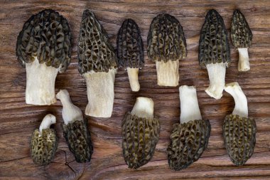 Morchella conica (Morchella conica), lezzetli yenilebilir mantarlar, Avrupa orman mantarlarının lezzeti..