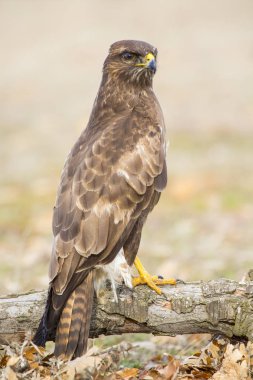 Genel akbaba (Buteo buteo) dalında