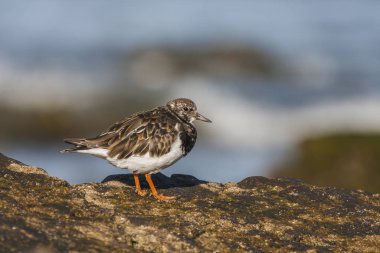 Ruddy Turnstone (Arenaria yorumları) İspanyolca çekilmiştir.