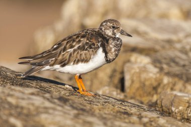 Ruddy Turnstone (Arenaria yorumları) İspanyolca çekilmiştir.
