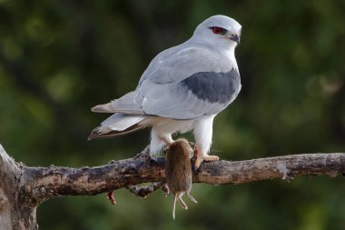 Erkek siyah omuzlu uçurtma dalına bir tarlayla ulaşıyor. 