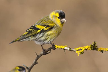 Erkek Siskin, (Spinus spinus), tam bahar kur yapma tüyünde, 