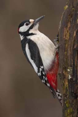 Ağaçkakan (Dendrocopos major) bir kütüğe tünemiş