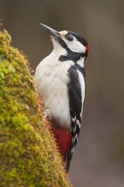 Ağaçkakan (Dendrocopos major) bir kütüğe tünemiş
