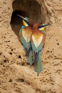 Avrupalı arı yiyici. Merops apiaster