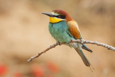 Avrupalı arı yiyici. Merops apiaster