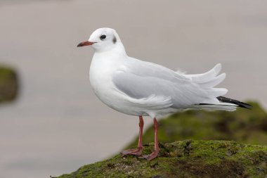 Siyah başlı martı (Chroicocephalus ridibundus), th dinleniyor