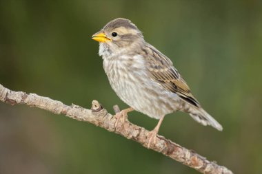 Kaya Serçesi (Petronia petronia), bir dalda şarkı söylüyor