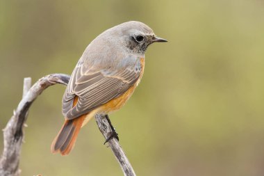 Redstart (Phoenicurus phoenicurus), bir dala tünedi