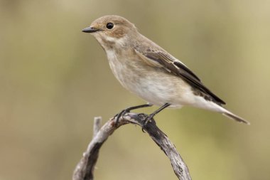 Pied Flycatcher (Ficedula hypoleuca) kış tüylerinde. İspanya