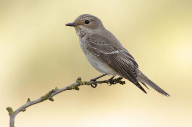 Sinekkapan (Muscicapa striata). Üniformalı açık yeşil arka planda doğal bir yaşam alanında vahşi bir kuş..
