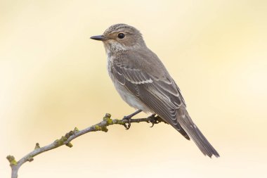 gri sinekkapan, (Muscicapa striata) kış tüyleri içinde