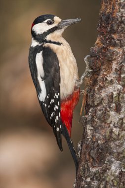 Ağaçkakan (Dendrocopos major) bir kütüğe tünemiş