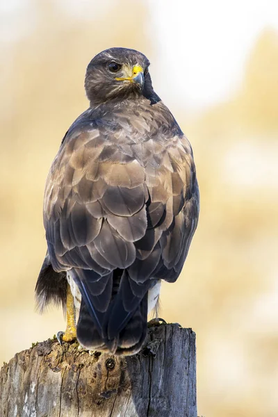 yaygın akbaba (Buteo buteo)