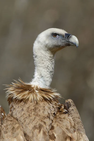 Грифоновый стервятник (Gyps fulvus), портрет — стоковое фото