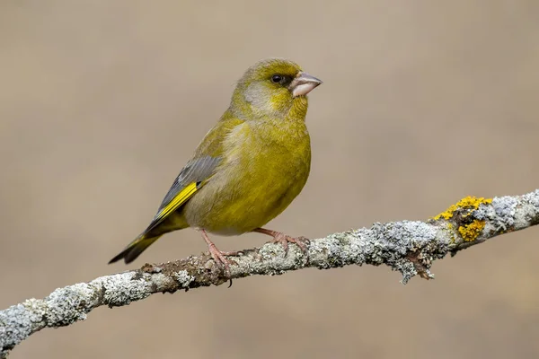 Chloris chloris é uma ave da ordem Passeriformes (beija-flores) e da família Fringillidae. .. — Fotografia de Stock