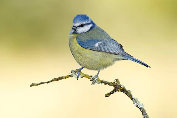 Meme, (Siyanistes caeruleus) fotoğraf için poz