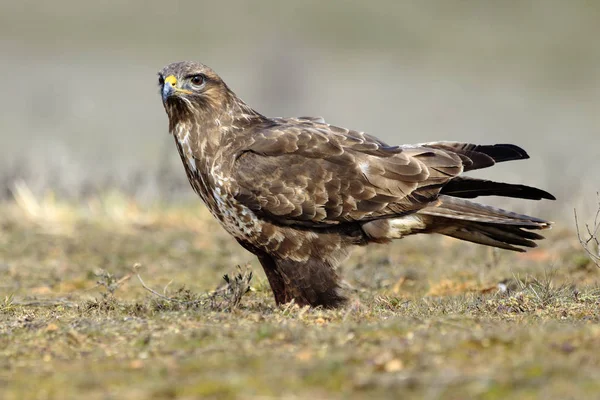 Poiana (Buteo buteo) appollaiata a terra — Foto Stock